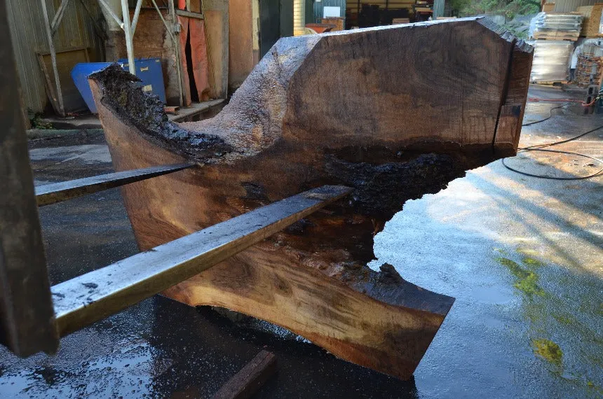 Oregon Black Walnut 092121-02