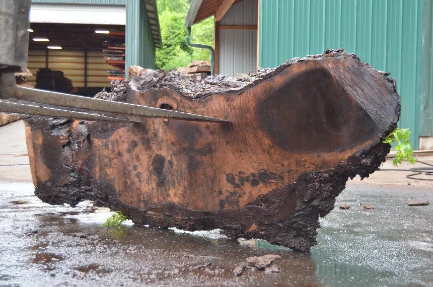 Oregon Black Walnut Slab 063022-11